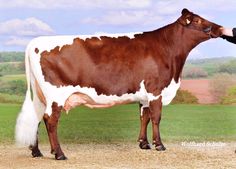 a man standing next to a brown and white cow