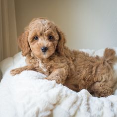 a small brown dog laying on top of a white bed covered in fluffy blankets and pillows