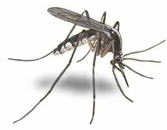 a mosquito is shown on a white background