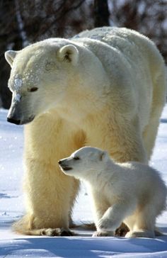 an adult polar bear standing next to a baby polar bear on the snow covered ground