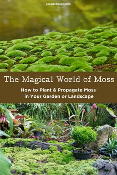 moss growing on the ground with text overlay that reads, the magic world of moss how to plant and propagate moss in your garden or landscape