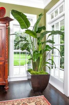 a large plant in a pot on top of a wooden table next to a window