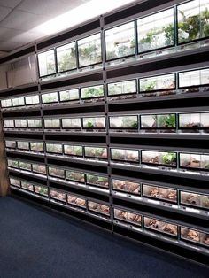 the shelves are full of plants and dirt in an office building with blue carpeting