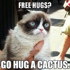 a grumpy cat sitting on top of someone's hand with the caption free hugs? go hug a cactus