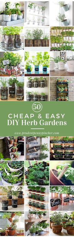 the cover of cheap and easy diy herb gardens, with pictures of various plants in pots