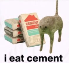 I Eat Cement, Cat Punching, Punch Meme, Funny Looking Cats, Silly Cats Pictures, Girls Girl, Silly Cats