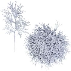 two snow - covered branches on a white background, one is frozen and the other is frosted