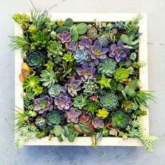 a square planter filled with lots of succulents