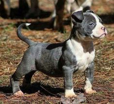 a small gray and white dog standing in the grass