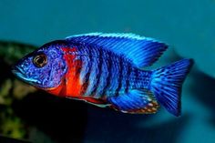 a blue and red fish in an aquarium