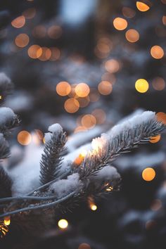 a close up of a pine tree with lights in the background and snow on it