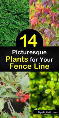 14 Picturesque Plants for Your Fence Line Landscaping Around Chain Link Fence, Chain Link Fence Plants, Fenceline Plants, Landscaping Along Chain Link Fence, Chain Link Fence Landscaping, Landscaping In Front Of Fence, Fenceline Garden, Fenceline Landscaping Ideas, Garden Ideas Along Fence Line