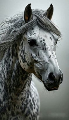 a black and white horse with long hair