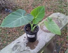 a small potted plant sitting on top of a wooden bench next to a tree