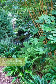 a lush green forest filled with lots of plants