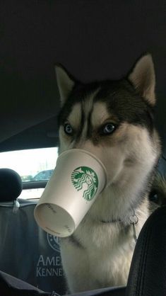 a husky dog sitting in the back seat of a car drinking from a starbucks cup