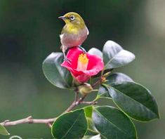 a small bird perched on top of a pink flower