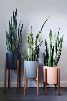 three potted plants sitting next to each other on top of a wooden stand in front of a white wall