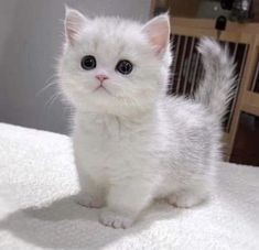 a small white kitten sitting on top of a bed