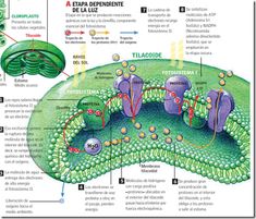 an image of the structure of a plant's cell and its structures in spanish