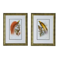 two framed paintings of birds in gold frames