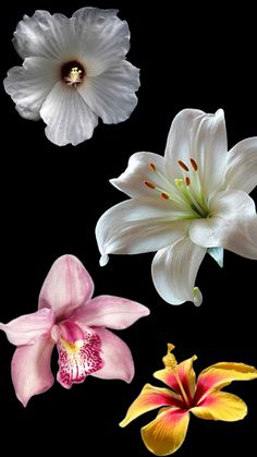 three different types of flowers on a black background