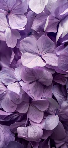 purple flowers that are very pretty in color