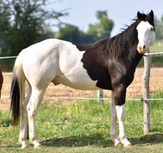 a black and white horse standing next to a fence