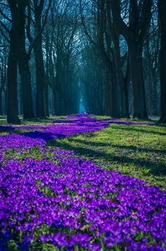 purple flowers are growing in the grass near trees