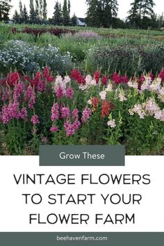 A colorful flower farm showcasing snapdragons, bachelor buttons, agrostema, and tall pine trees in the backround.  The author recommends growing cut and come again flowers to start a flower farm, and offers tips and guidance for successfully growing and harvesting these vintage favorites. Branching Sunflowers, Colorful Gardens, Zinnia Garden, Flowers To Grow, Flower Garden Plans, Succession Planting, Backyard Flowers