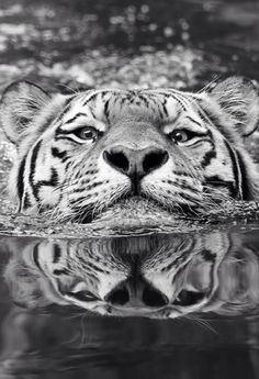 a black and white photo of a tiger swimming in water with its head above the water's surface