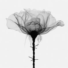 a black and white photo of a flower