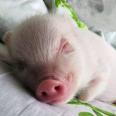 a small white pig laying on top of a bed next to a green leafy pillow