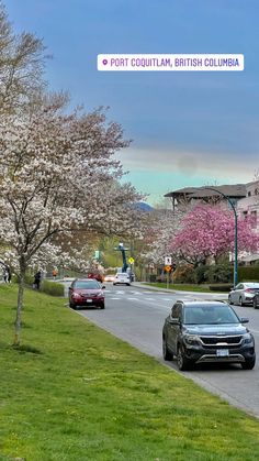 cars are driving down the street in front of some buildings and trees with pink flowers