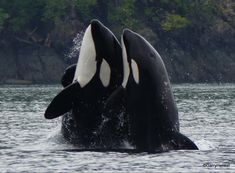 two black and white whale jumping out of the water