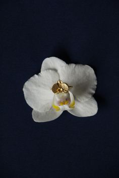 a white flower with yellow stamens in the center on a dark blue background