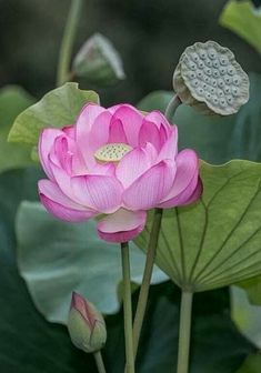 a pink lotus flower with green leaves in the foreground and water droplets on its petals