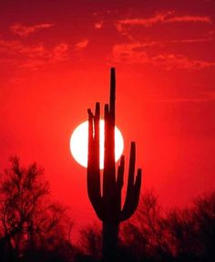 the sun is setting behind a saguado cactus