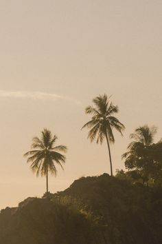 two palm trees on the side of a hill