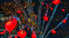 red lanterns hanging from the branches of a tree