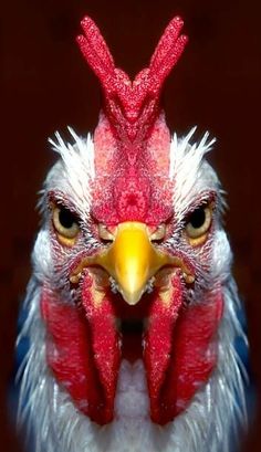 a close up of a rooster's face with red combs on its head