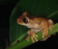 a frog sitting on top of a green leaf