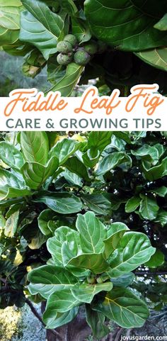 fiddle leaf figs care and growing tips