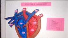 3d Heart, School Projects, Google Images, 10 Things