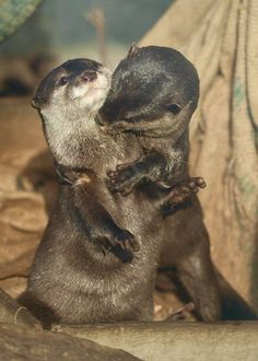 two otters are playing with each other