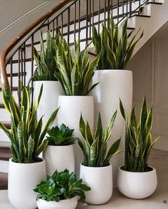 Farmhouse Indoor Plants, Snake Repellant Plants, Sansevieria Plant, Natural Air Purifier, Window Plants, Snake Plants, Plant Hacks, Improve Indoor Air Quality, Patio Garden Design