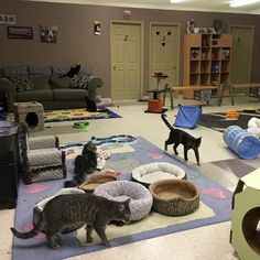 two cats are standing in the middle of a living room with several cat beds on the floor