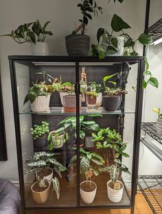 a glass case filled with potted plants on top of a wooden floor