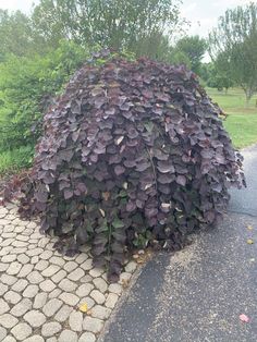 a large purple plant sitting on the side of a road