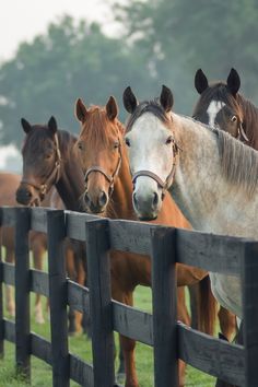 several horses standing behind a wooden fence